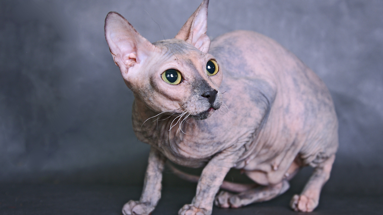 Кот сфинкс на сером фоне
