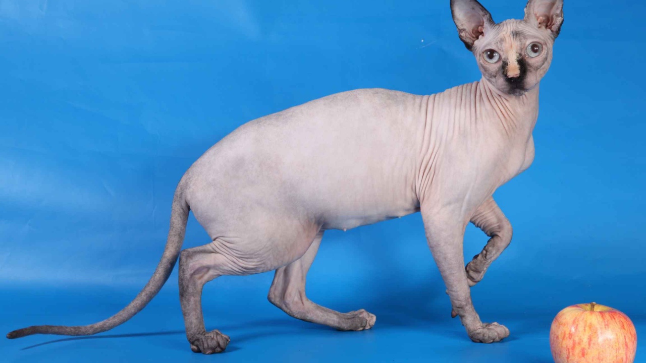 Кот сфинкс и яблоко на голубом фоне