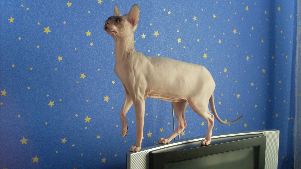 Кот сфинкс стоит на телевизоре