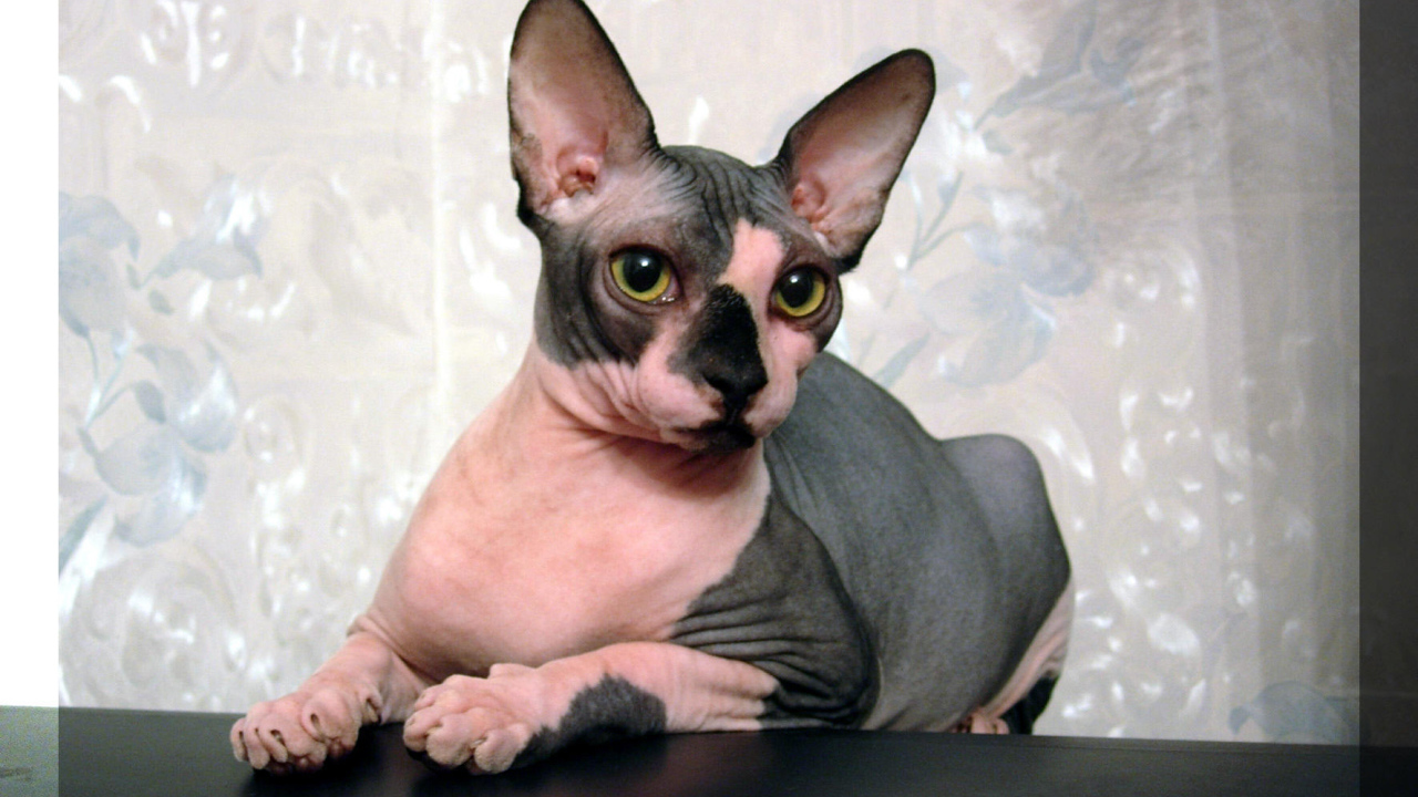 Кот сфинкс отдыхает на столе