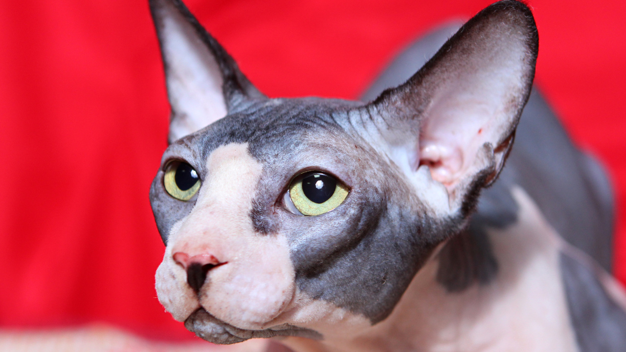 Кот сфинкс с зелёными глазами на красном фоне