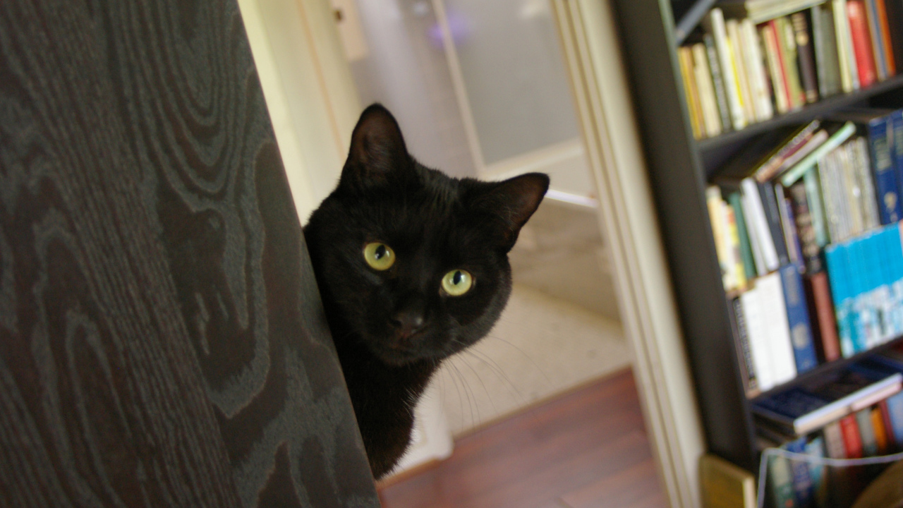 Подозрительный чёрный кот