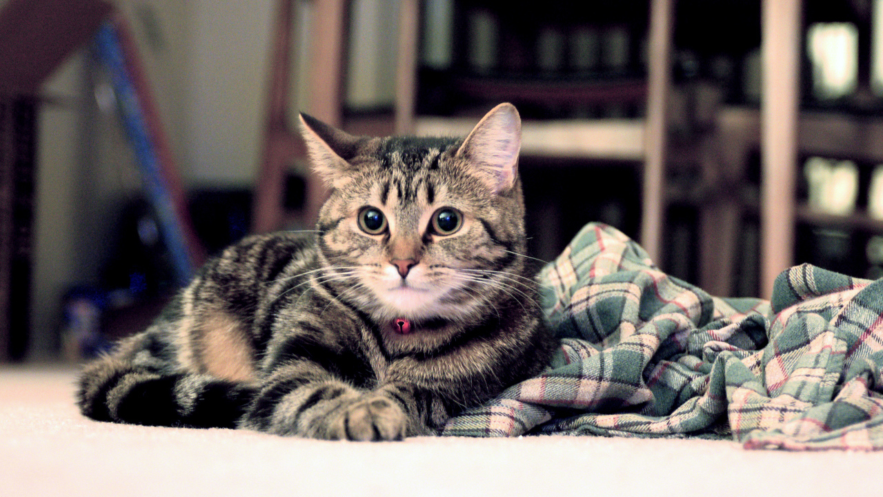 Полосатый котик