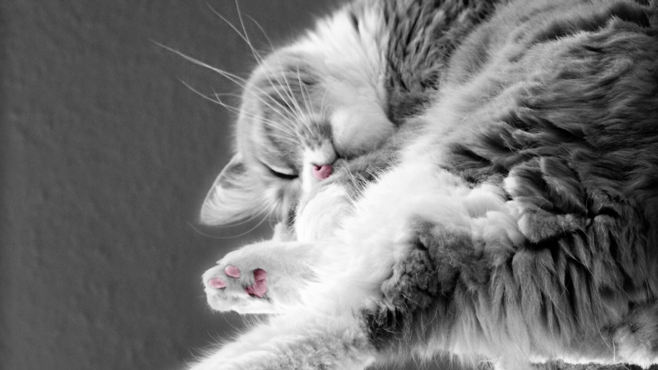 Кошка сладко спит