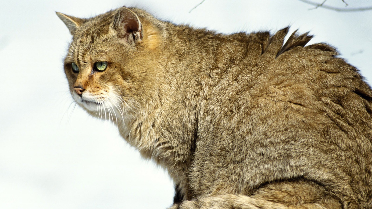 Толстый Мартовский кот