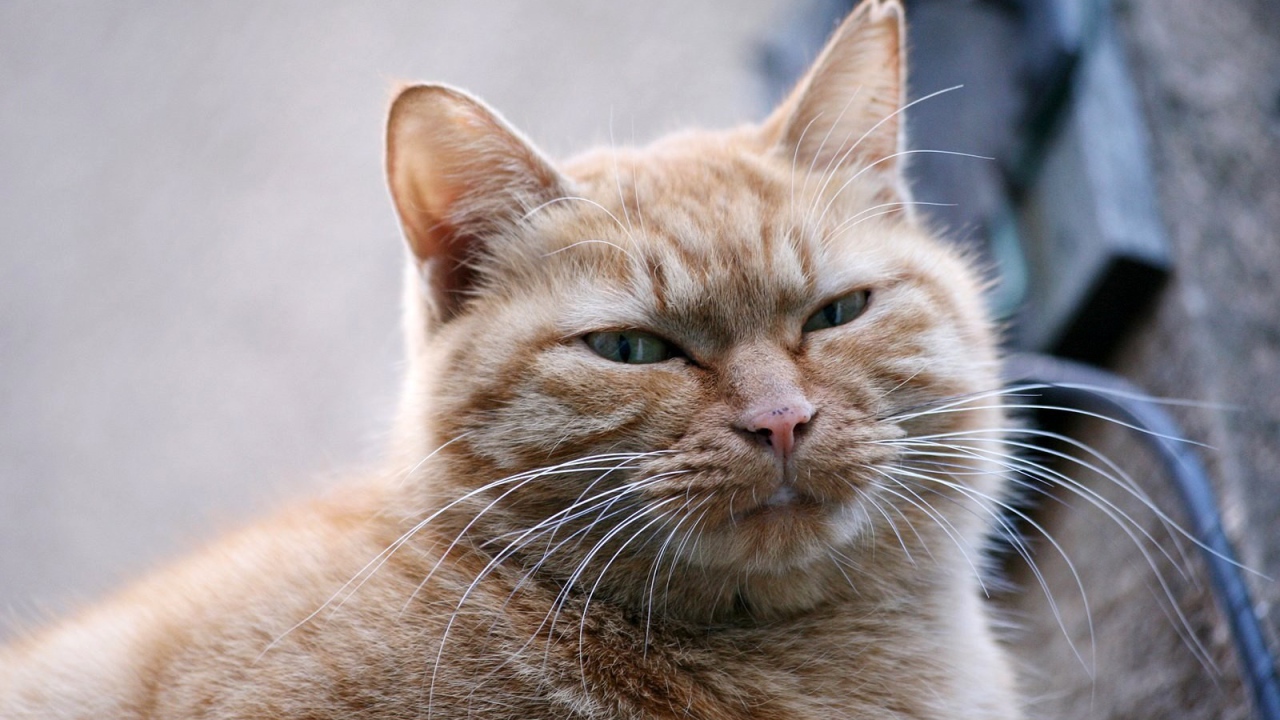 Толстый серый кот