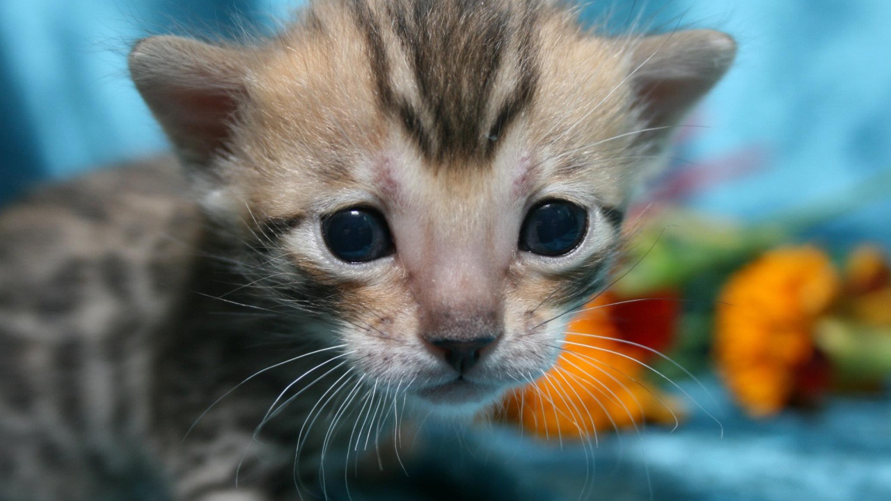 Совсем маленький серебристый бенгальский кот
