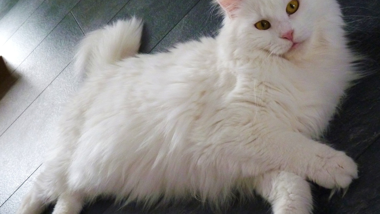 White Maine Coon cat sprawled on the floor