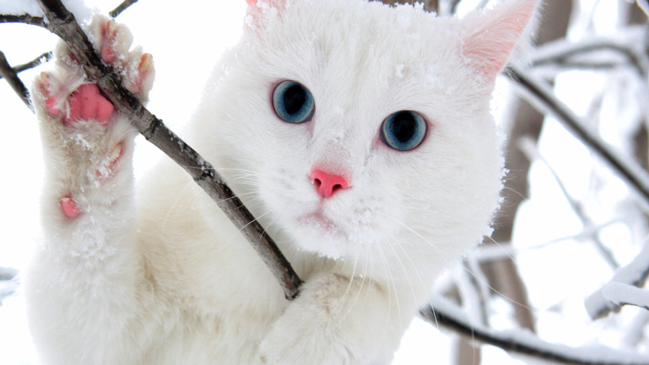 Белый голубоглазый кот в кустах