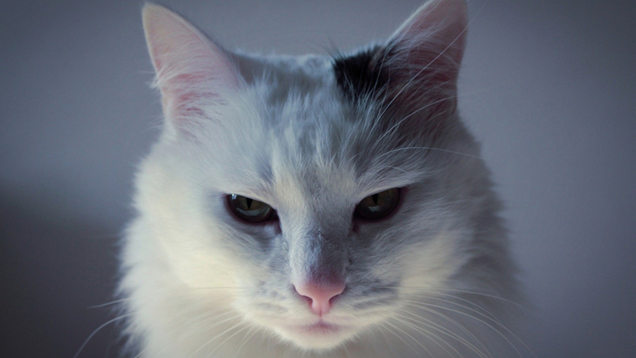 Белый кот с чёрным пятном