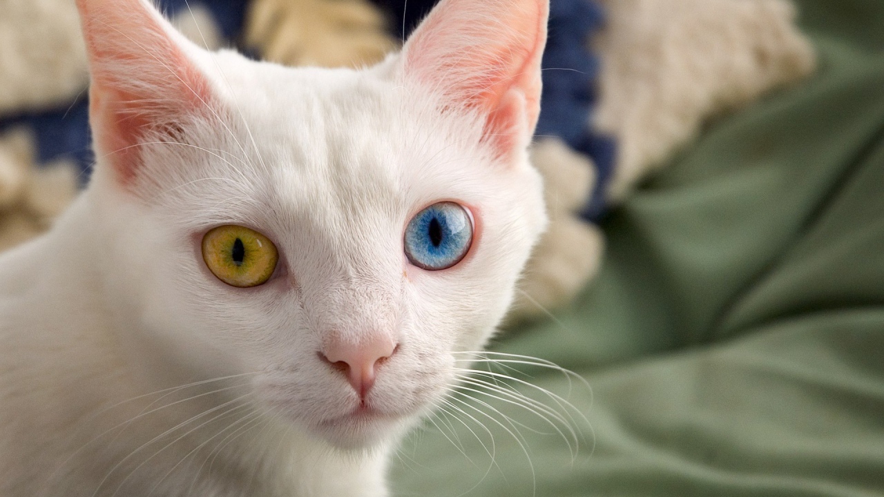 Белый кот с красивыми глазами