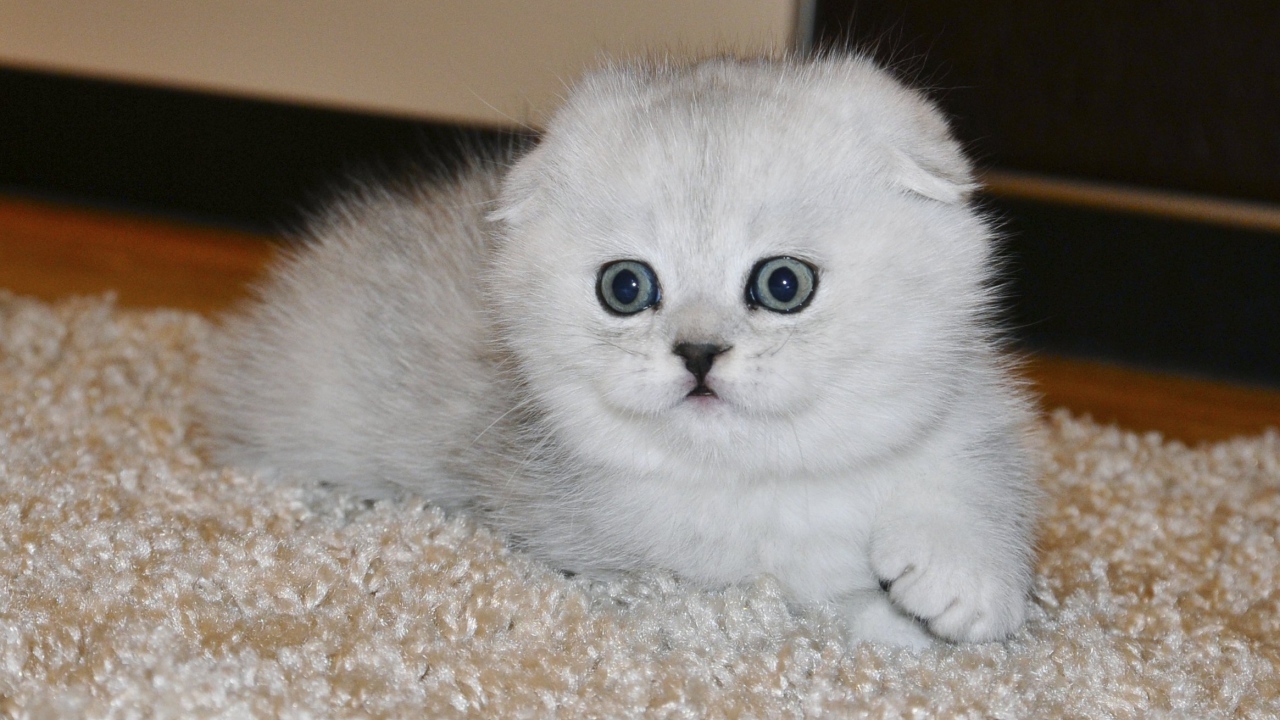 Белый маленький испуганный шотландский вислоухий кот