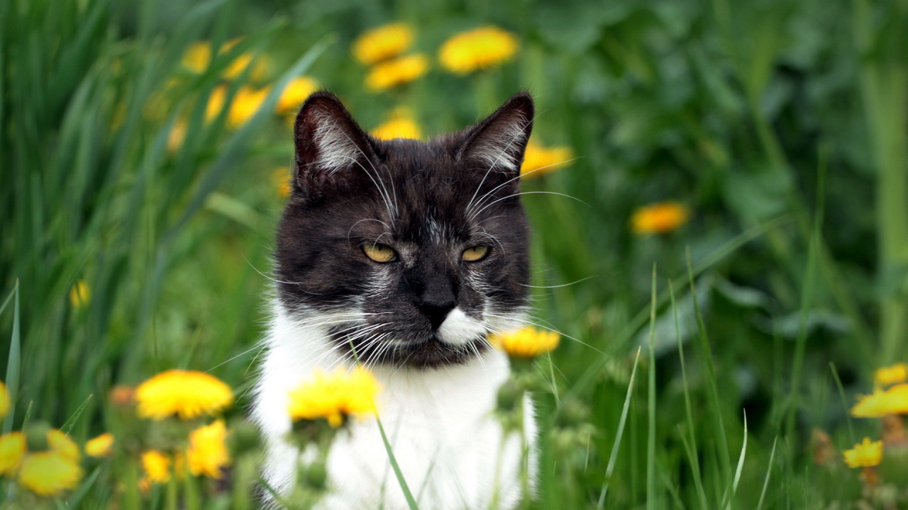 Красивый чёрно-белый кот в одуванчиках