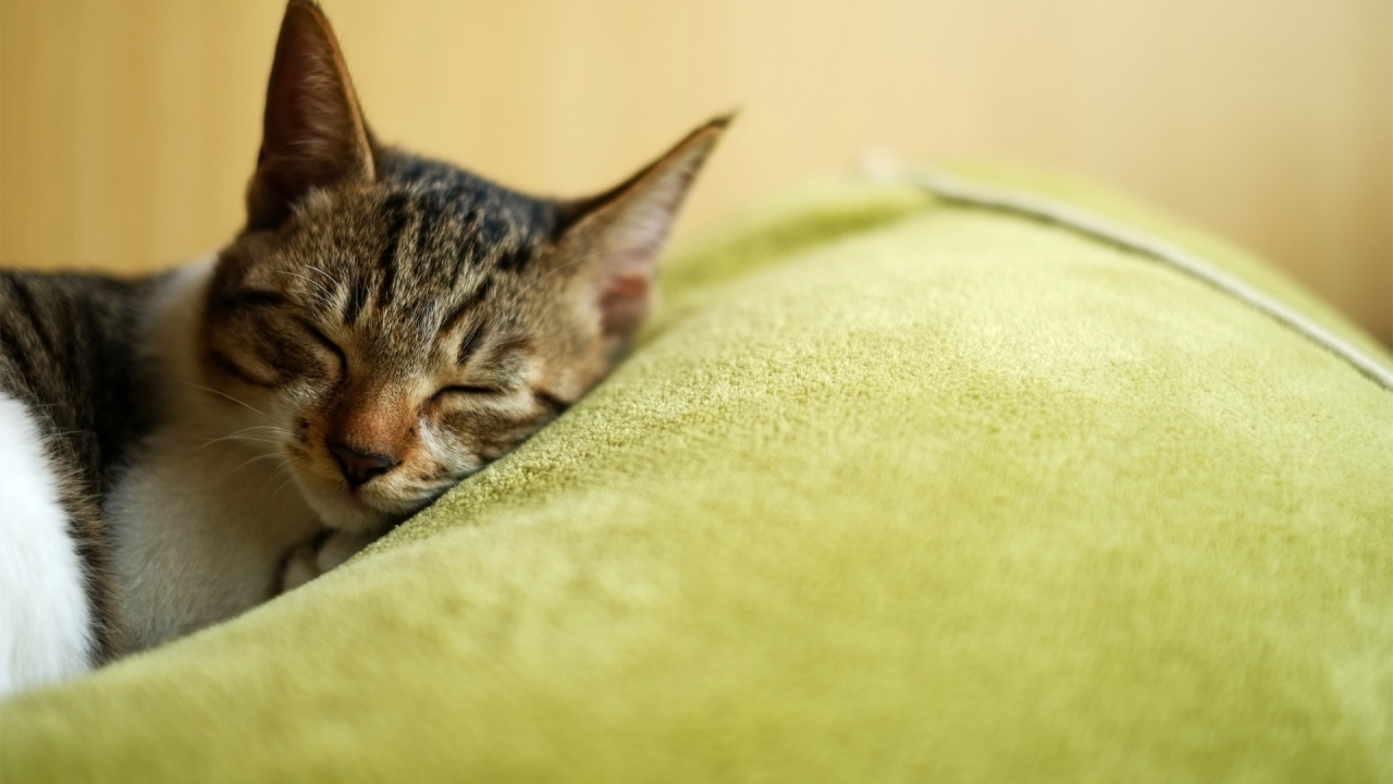 Красивый полосатый кот заснул