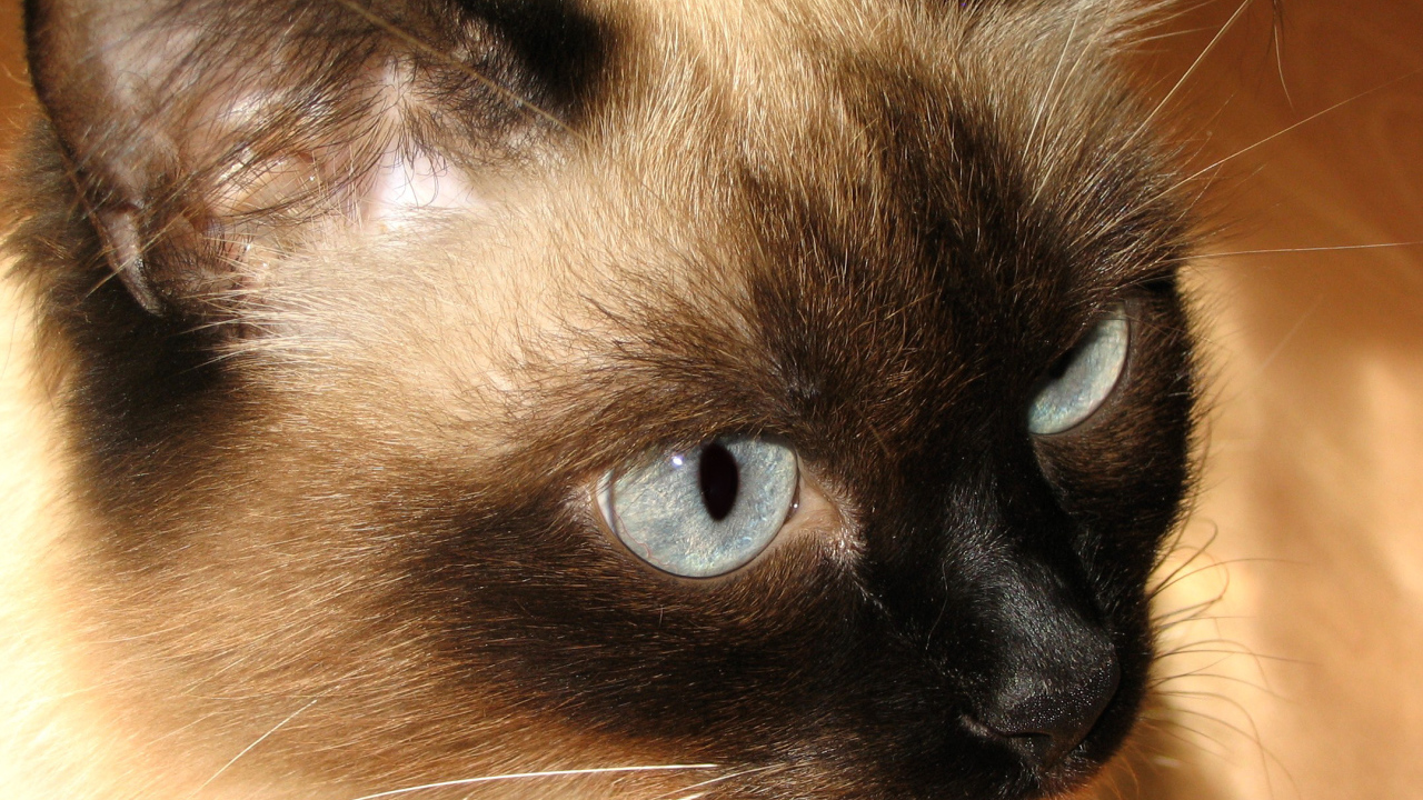 Красивый усатый сиамский кот 