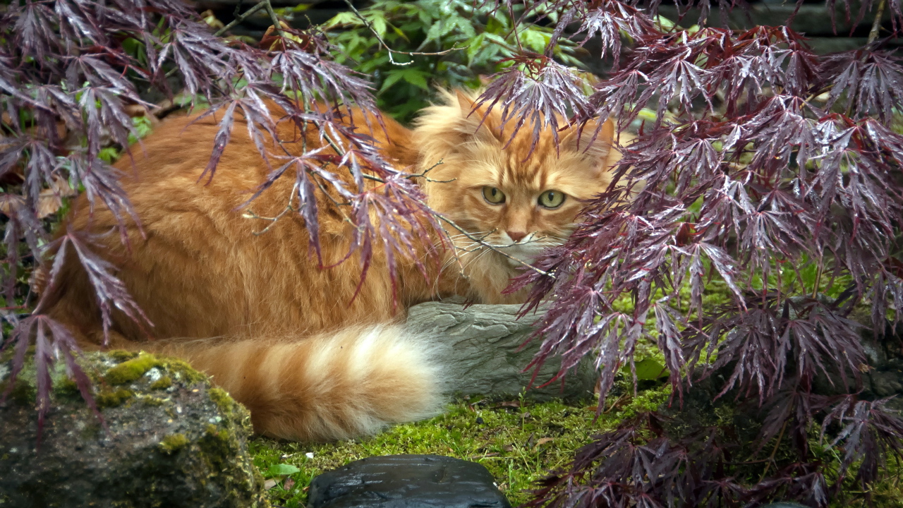 Красивый рыжий кот в растениях