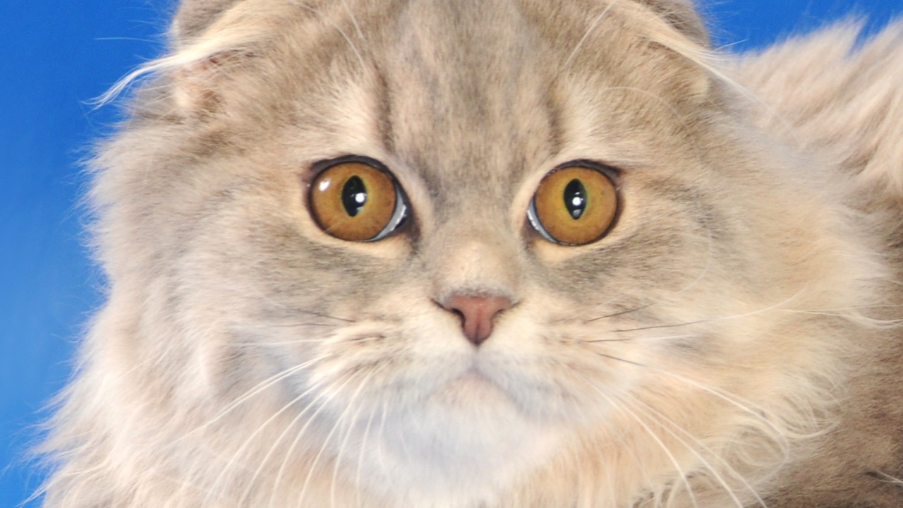 Пушистый шотландский вислоухий кот на синем фоне