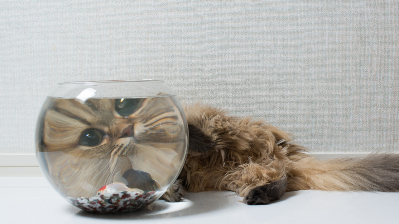 Пушистый кот и рыбка, знакомство