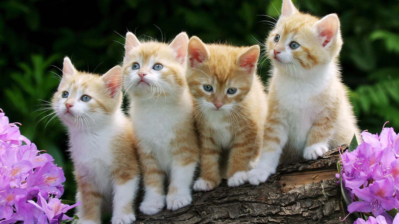 Четыре смешных котёнка
