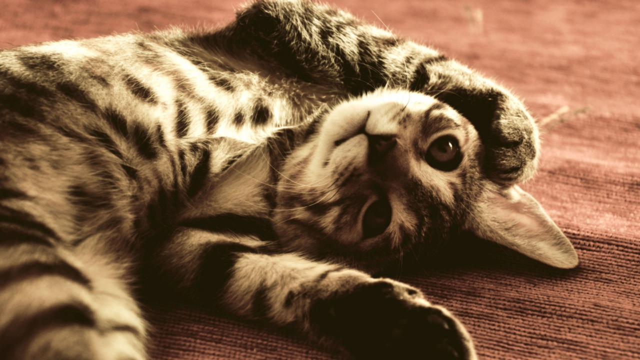 Полосатый смешной кот развалился