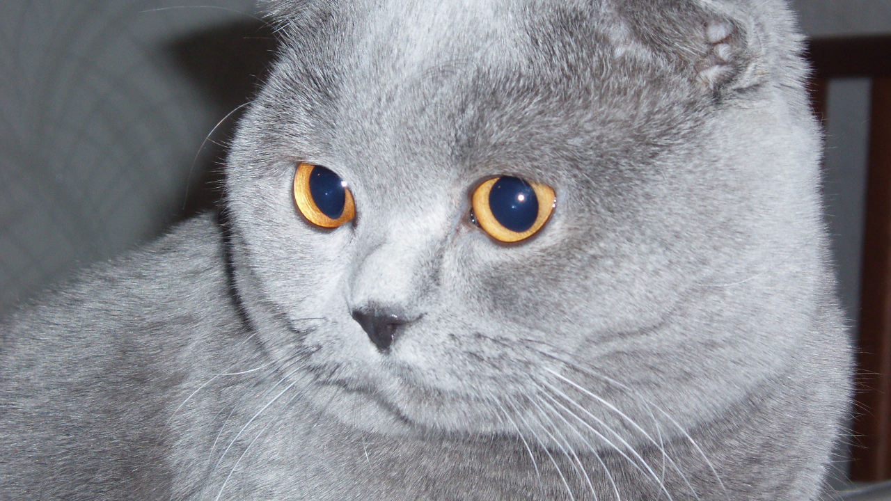 Серый шотландский вислоухий кот