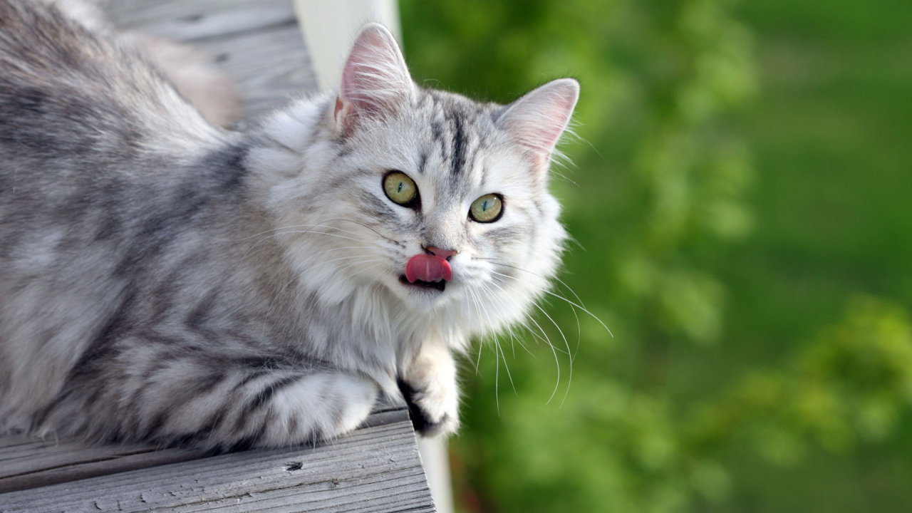 Серый пушистый кот облизался