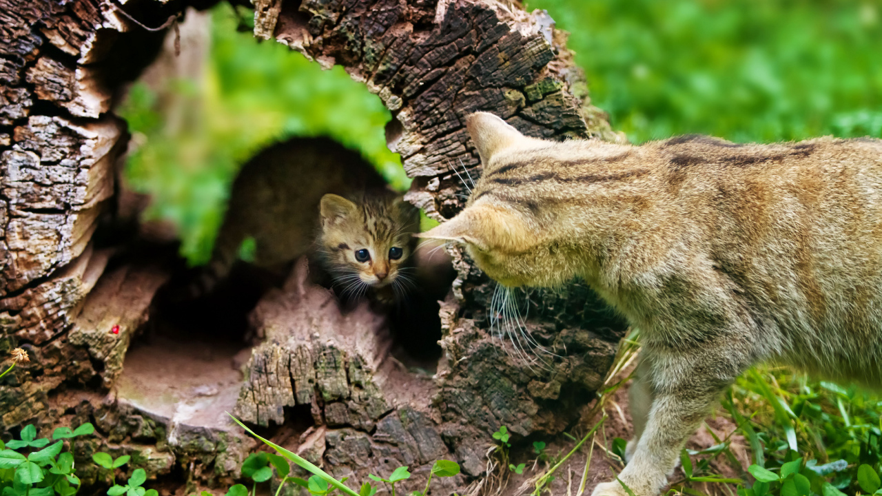 Котёнок и кошка, воспитание