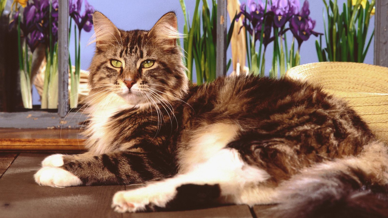 Кот мейн-кун с зелёными глазами позирует