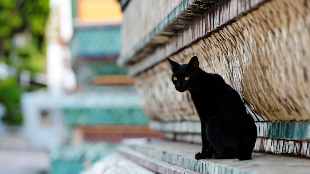 Чёрный красивый грустный кот