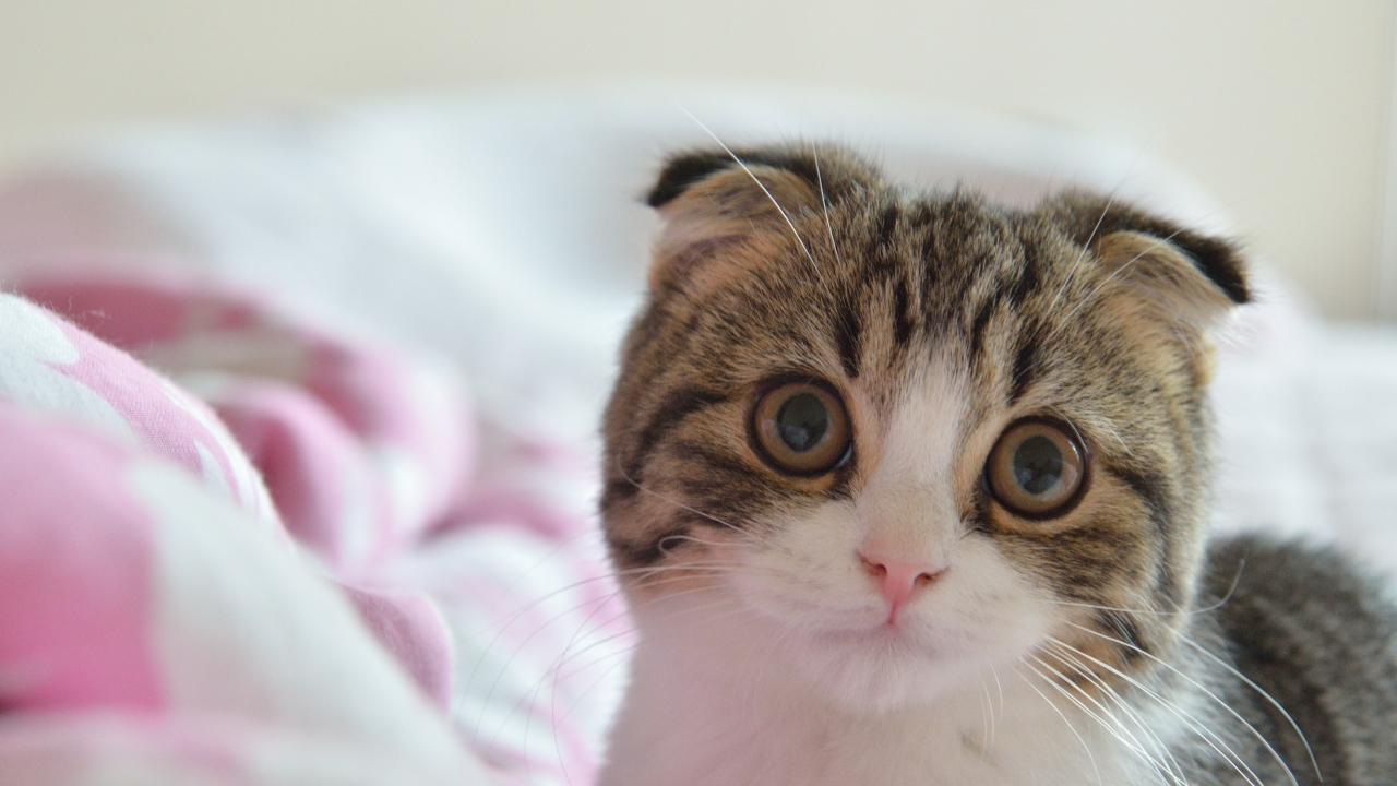 Шотландский вислоухий кот в постели