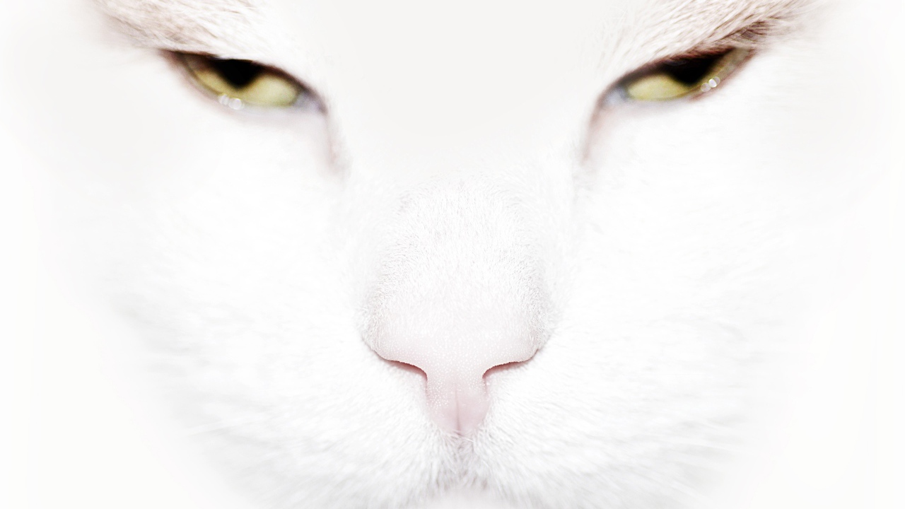 Серьёзный белый кот крупным планом