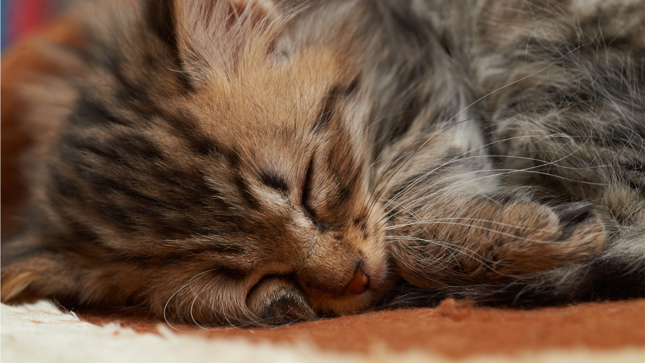 Спящий маленький котёнок