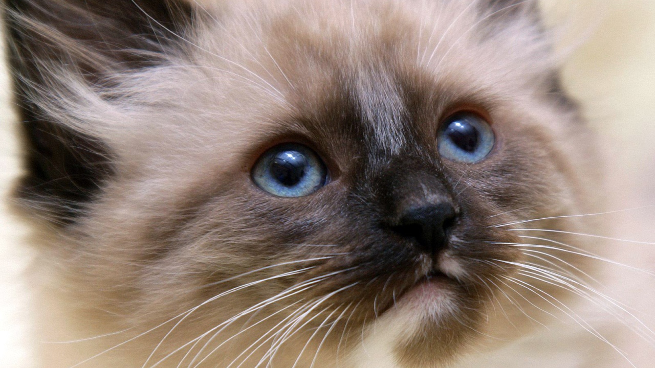 Маленький красивый сиамский кот ближним планом