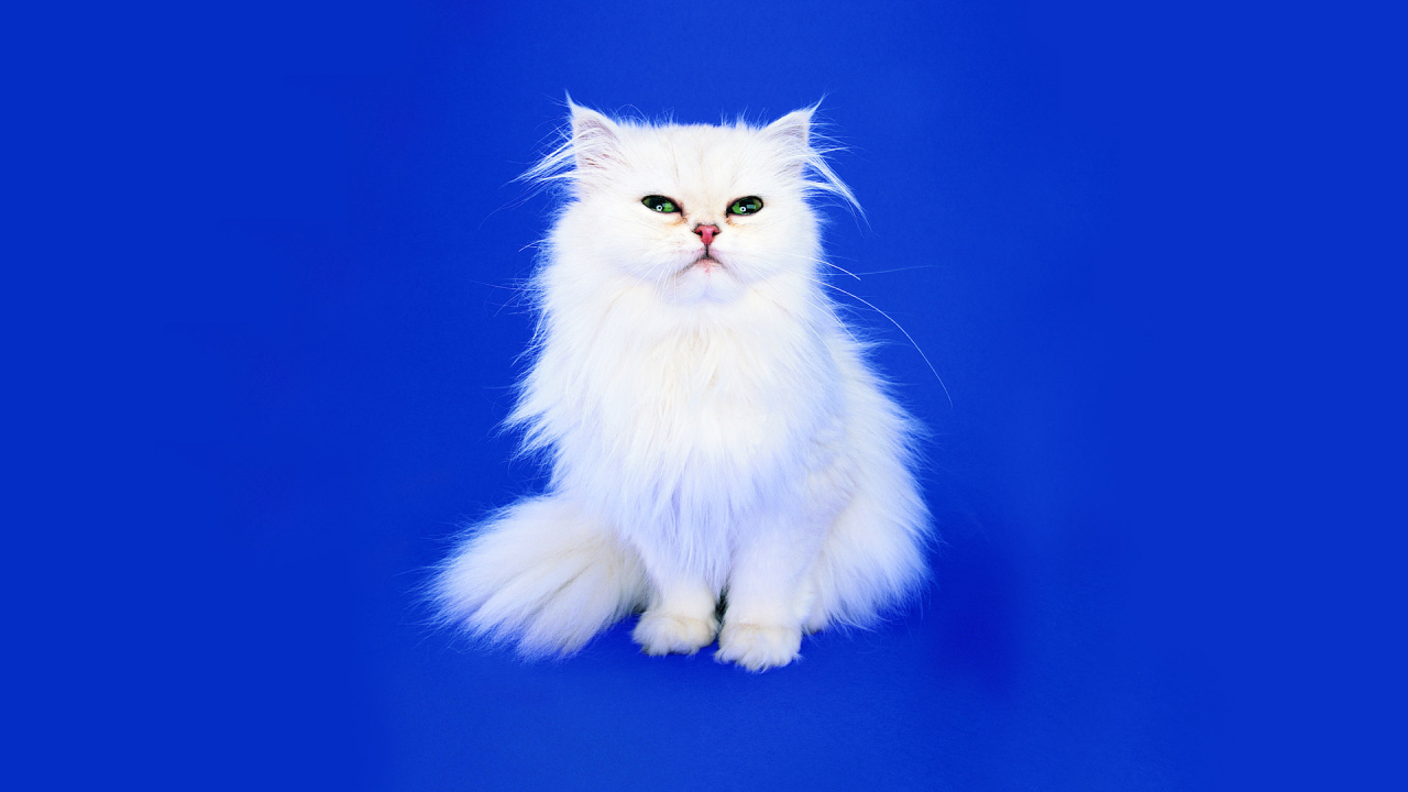 Маленький пушистый белый кот на синем фоне