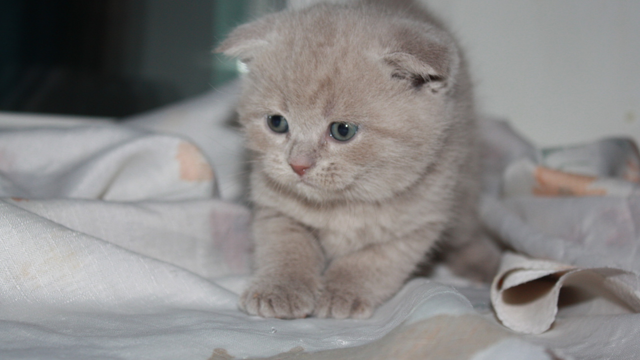 Маленький рыжий шотландский вислоухий кот