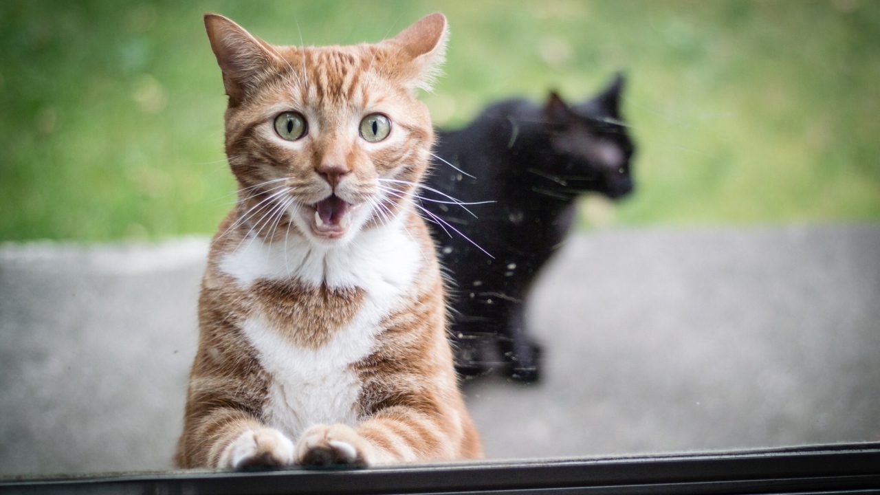 Удивлённый рыжий кот и чёрный кот
