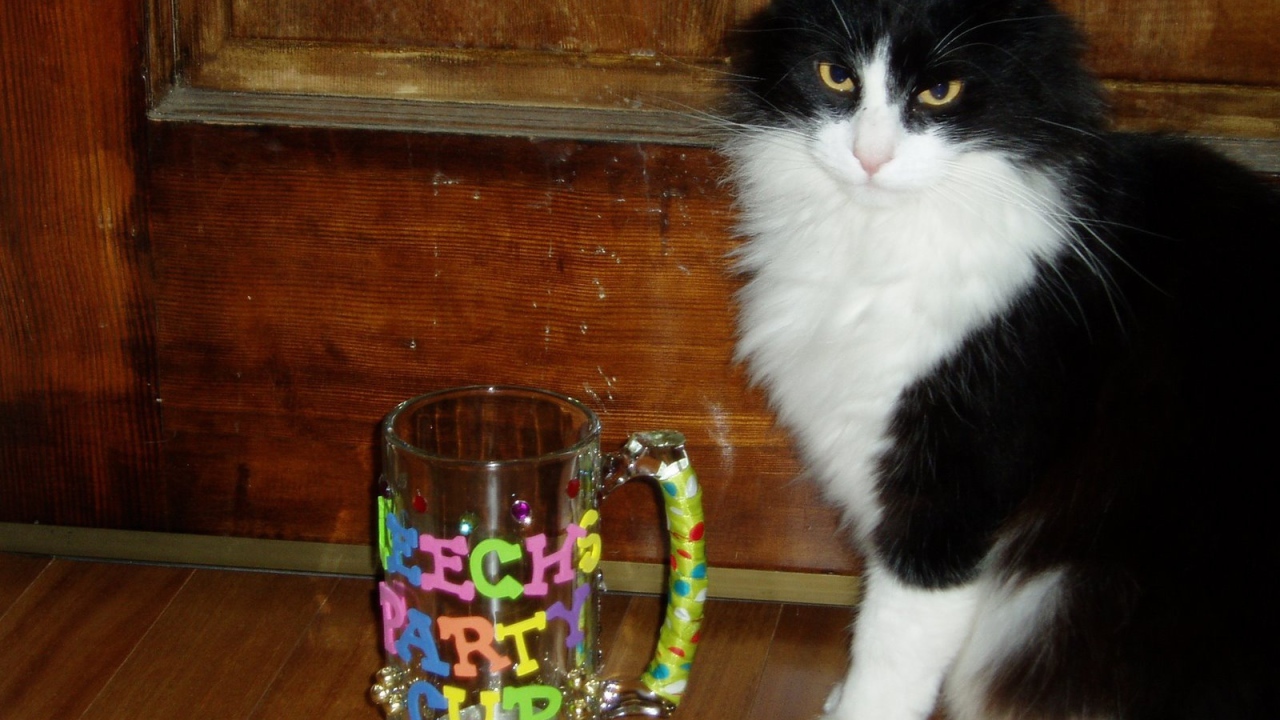 Черно белый кот у кружки