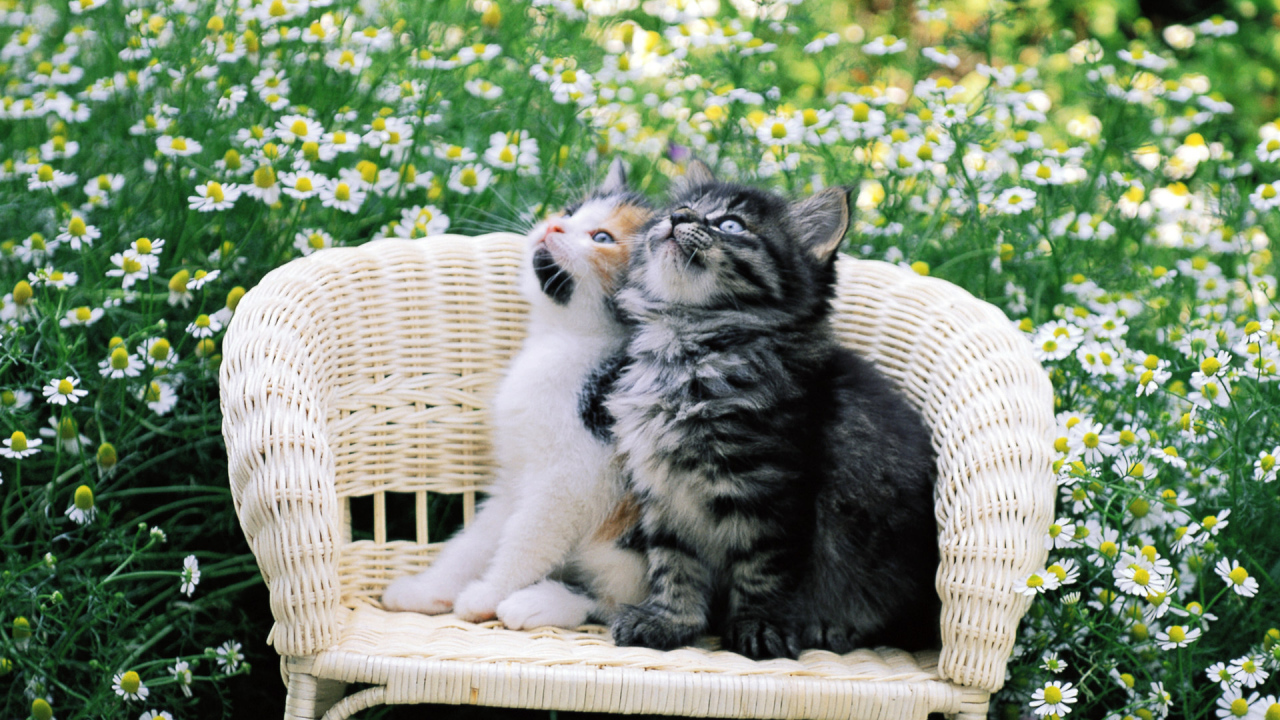 Котята на стуле в цветах