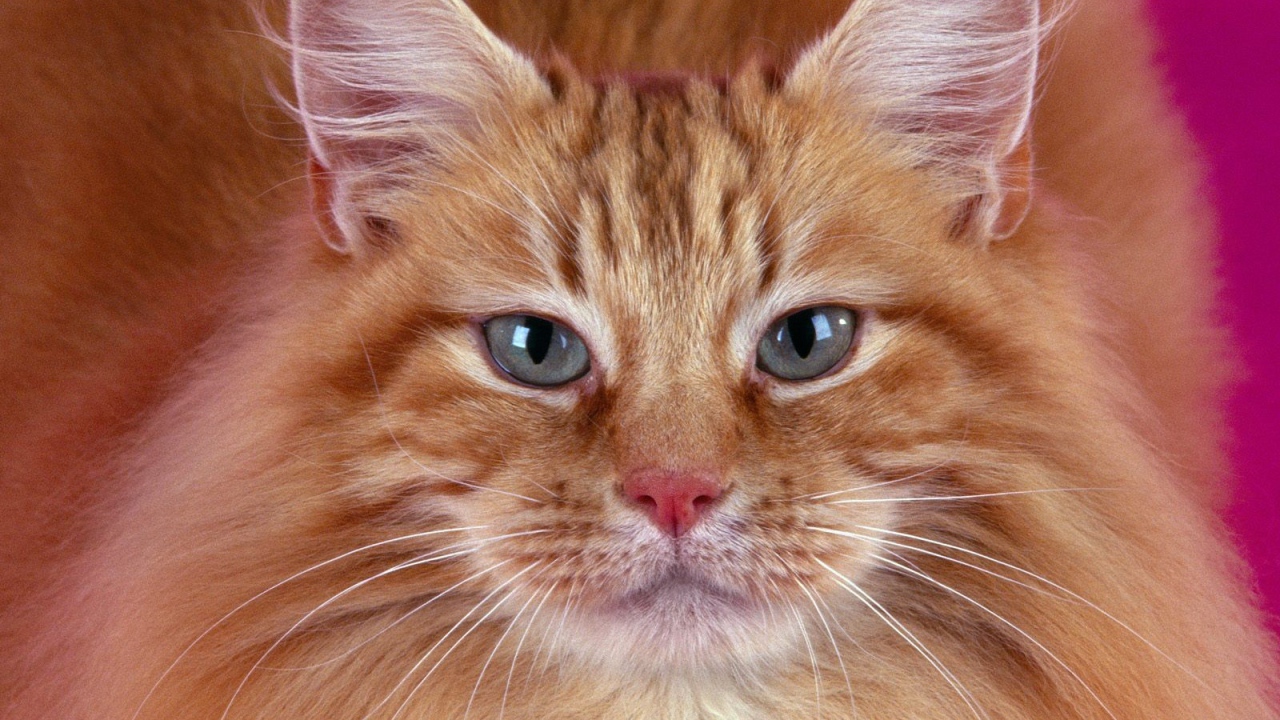 Портрет рыжего кота