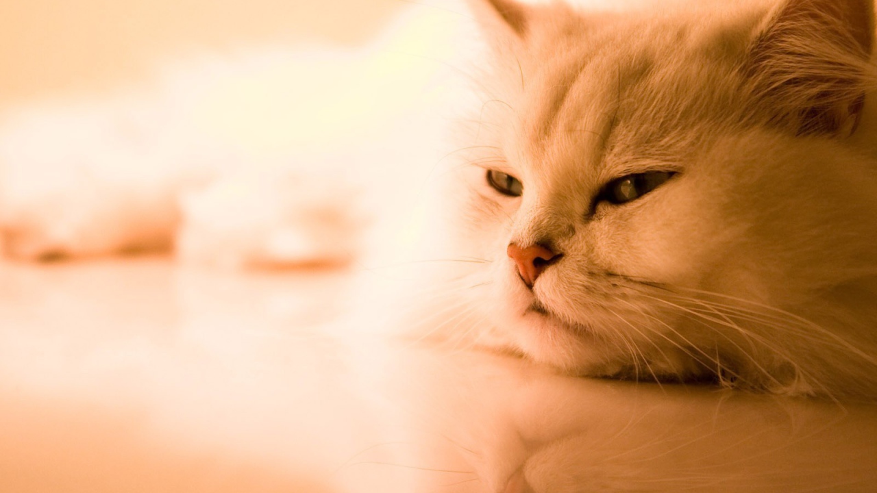 Белый задумчивый кот