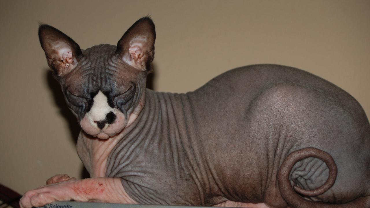 Лысая кошка сфинкс