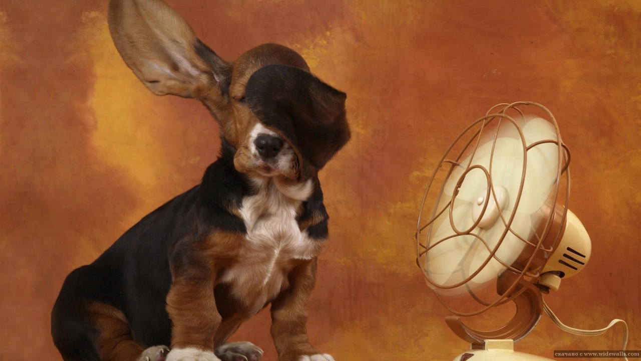 Бассет-хаунд и вентилятор