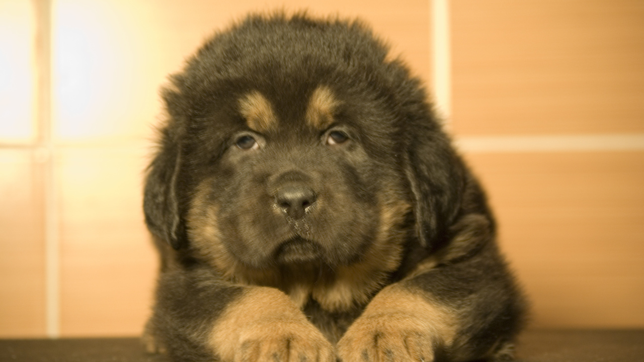 Прелестный маленький тибетский мастиф