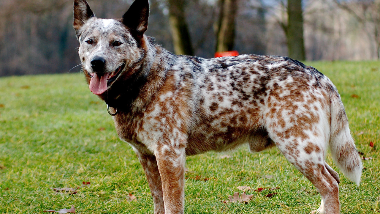 Взрослая австралийская пастушья собака