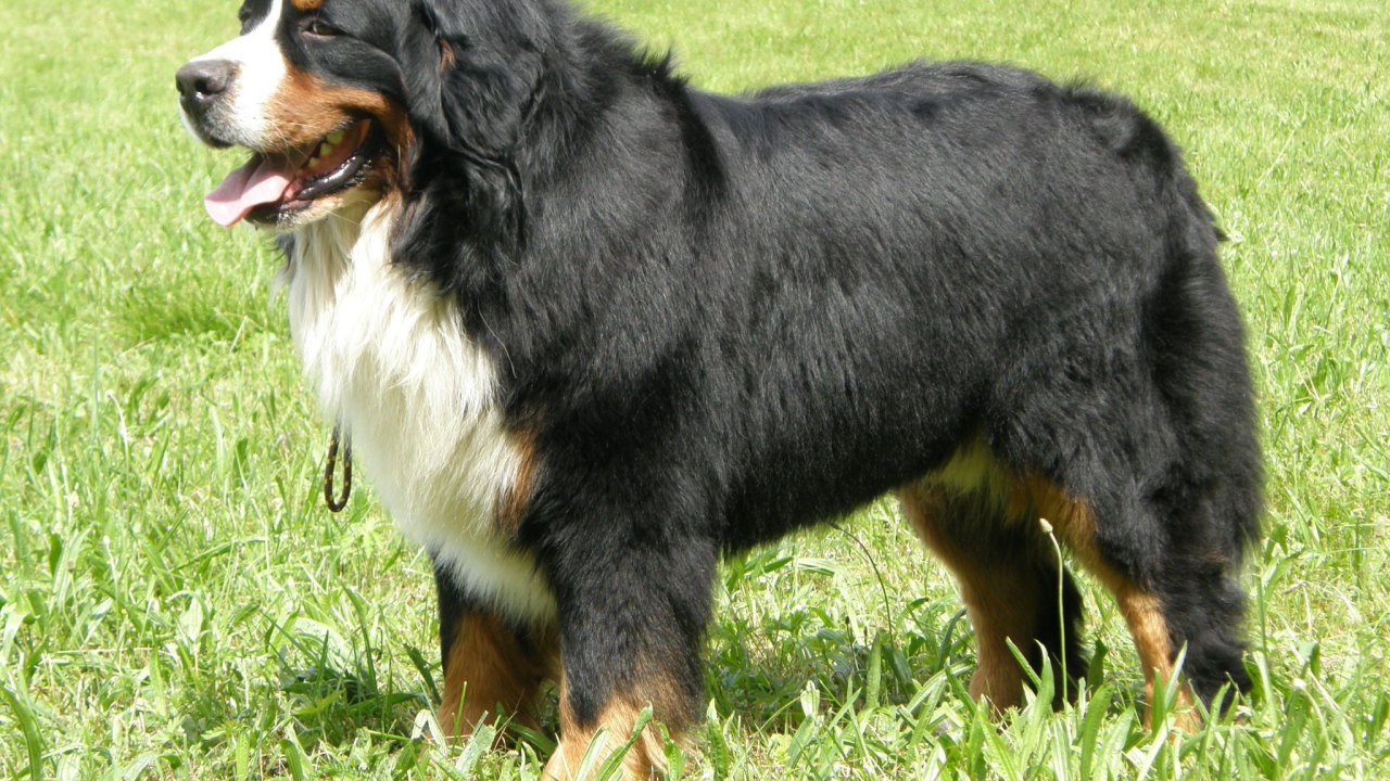 Adult Bernese Mountain Dog standing in the grass