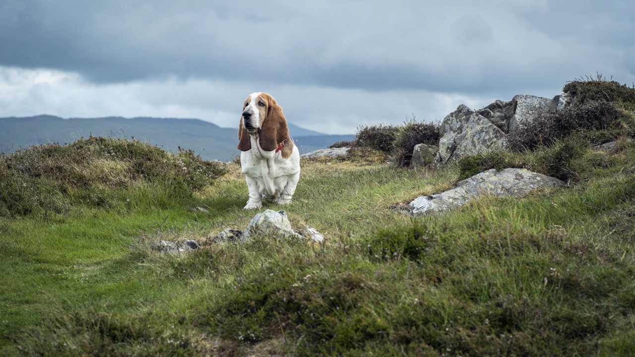 Взрослый бассет-хаунд на скалах