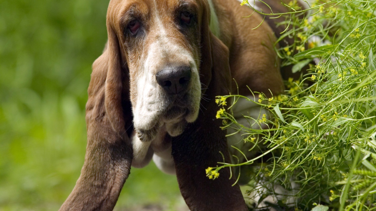 Взрослый бассет-хаунд выглядывает из-за куста