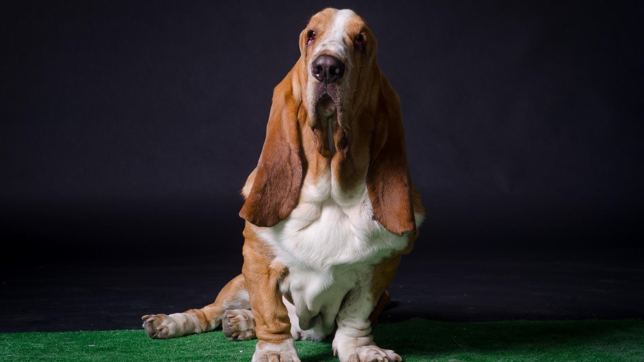 Взрослый бассет-хаунд позирует на тёмном фоне