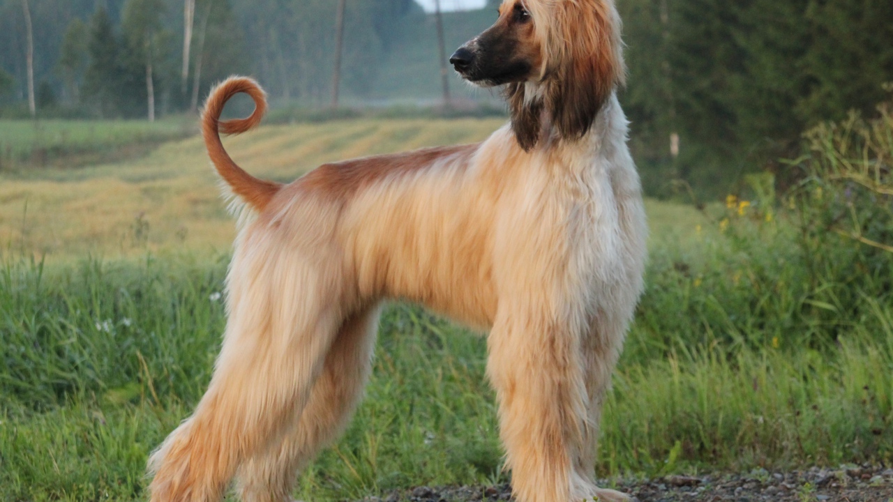 Взрослая красивая афганская борзая