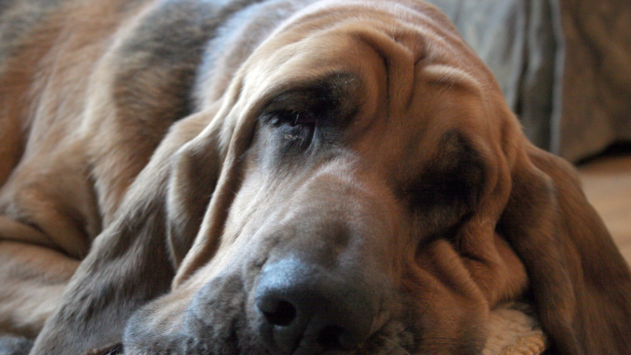 Взрослый бладхаунд заснул